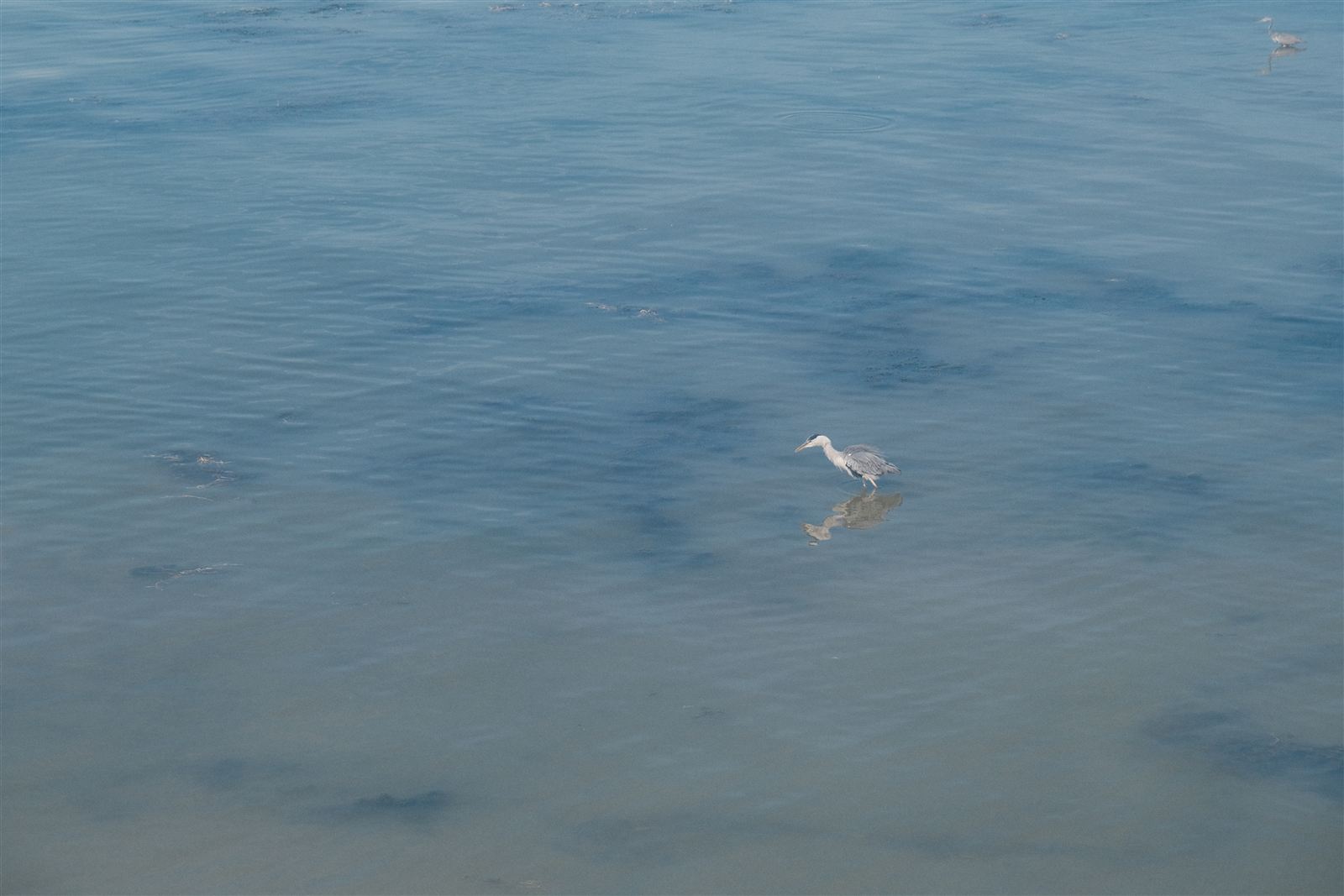 Schwäbisches Meer