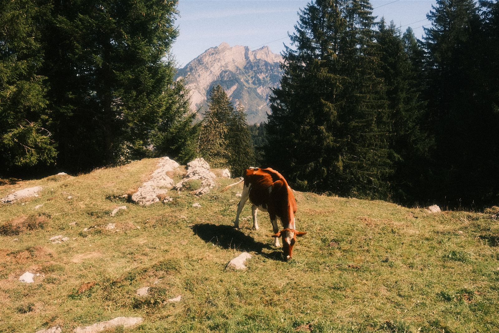 Kuh auf der Alpweide vor Bergkulisse