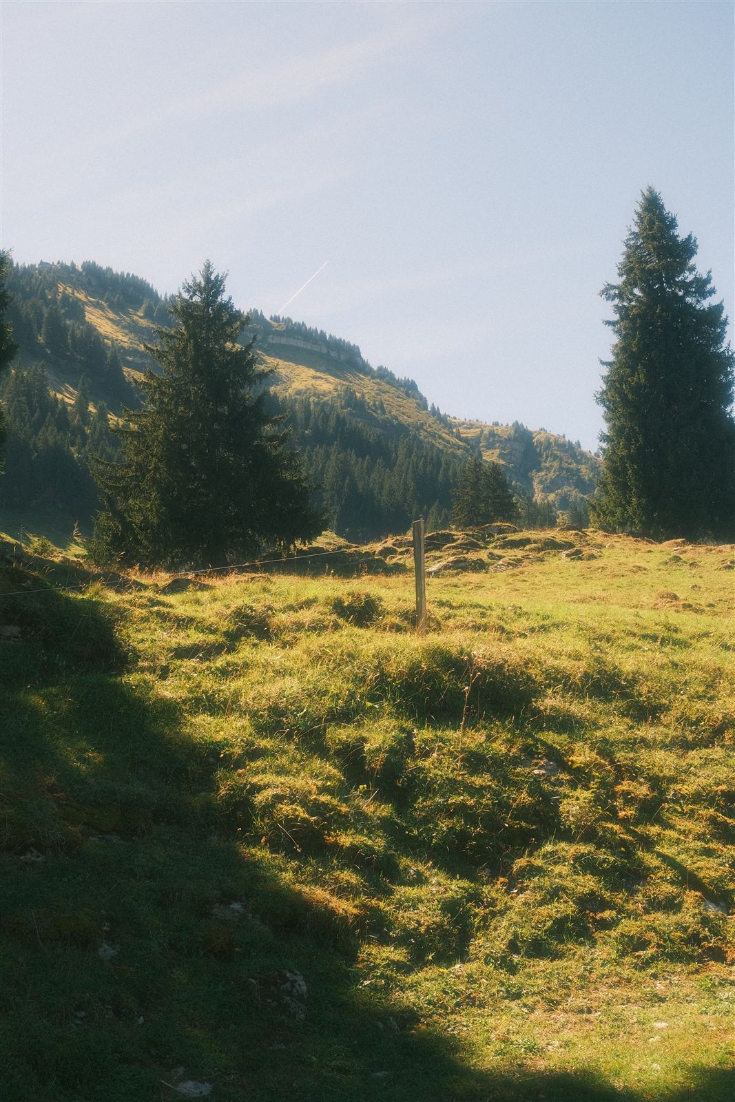 Sonnenbeschienene Alpwiese mit Zaun und Tannen