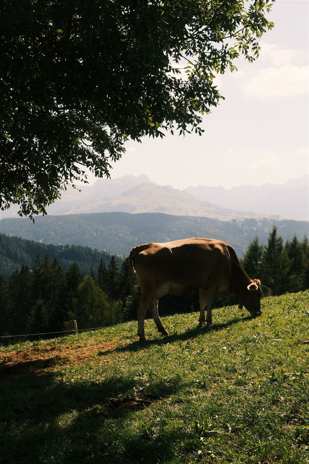 Gäbris Waldrand